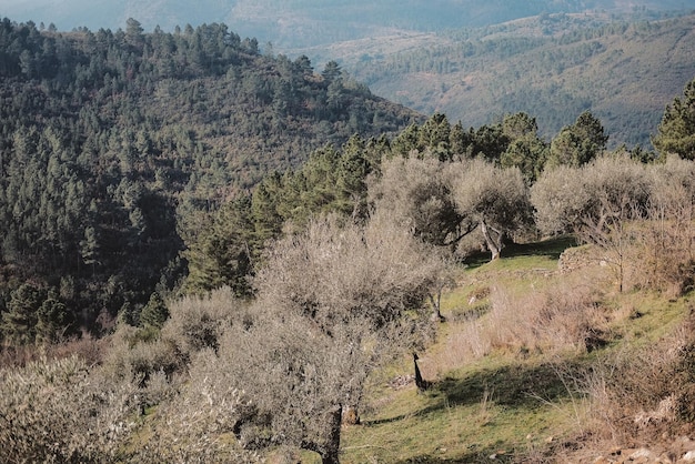 Altas montanhas cobertas de vegetação e árvores