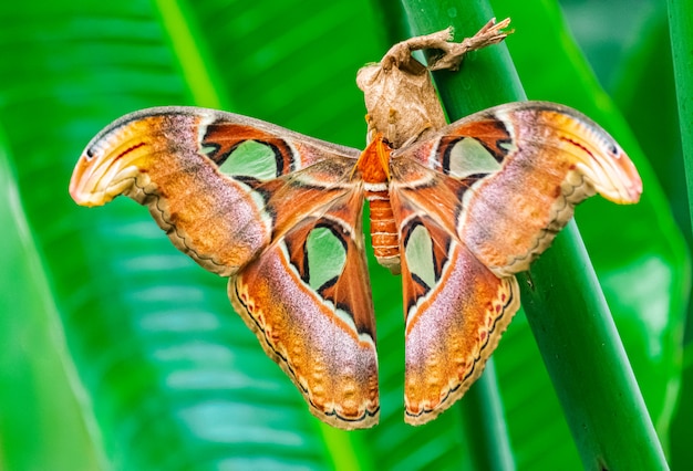 Altas Motte, (Attacus Atlas)