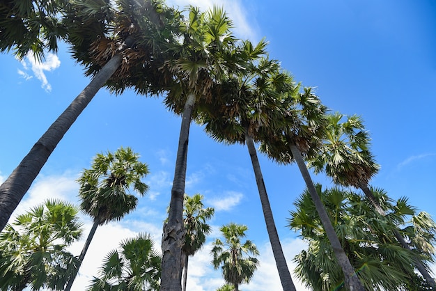 Altas palmeras y cielo azul