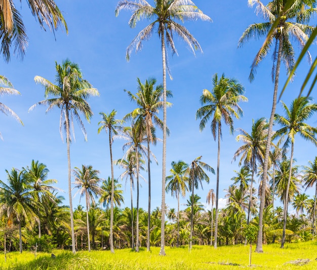 Altas palmeras en una isla salvaje de Tailandia