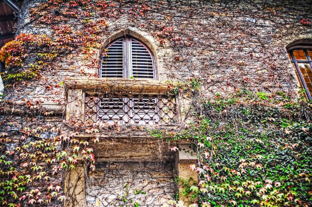 Altbau mit Efeublättern an der Fassade in Florenz Italien