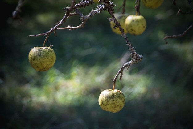 Foto alte äpfel hängen an zweigen