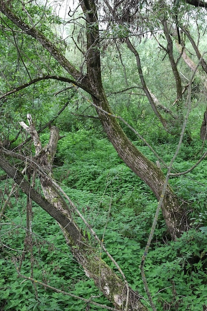 Alte Bäume mit Moos bedeckt. Dickicht von Bäumen. Windschutz. Bäume im Sumpf.