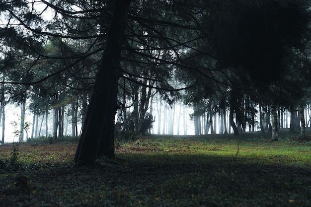 Alte Bäume und Moos im Regenwald, Moos am Baum