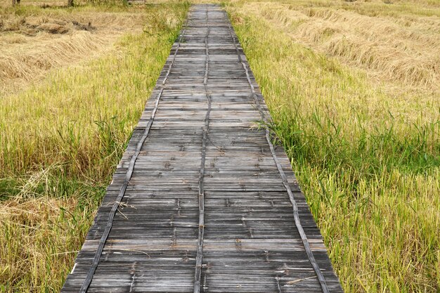 Alte Bambuswebbrücke auf einem Reisfeld