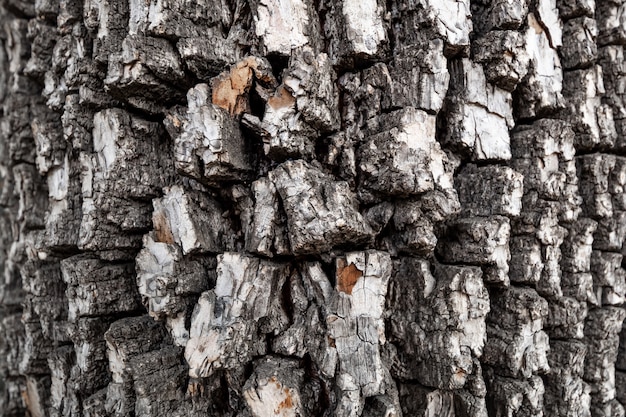 Alte Baumrindenbeschaffenheit des amerikanischen Kakibaums oder der Diospyros virginiana