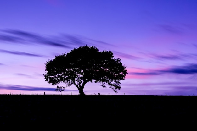 Alte Baumsilhouette auf einem Hügel bei einem farbenprächtigen Sonnenuntergang im Frühjahr im Nationalpark Eifel Deutschland