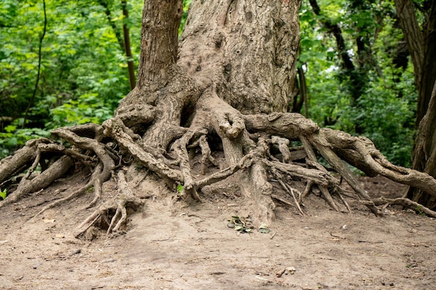 Foto alte baumwurzeln im wald