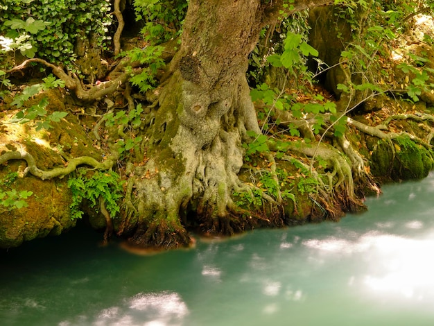 Alte Baumwurzeln und Fluss