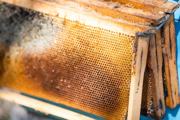 Alte Bienenstöcke im Bienenhaus im Frühjahr.