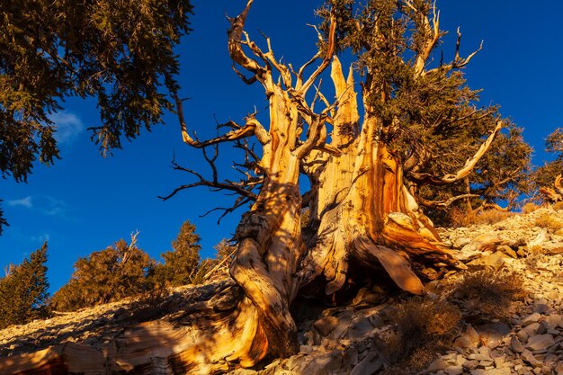 Alte Bristlecone Pine Tree mit den verdrehten und knorrigen Eigenschaften. Kalifornien, USA.