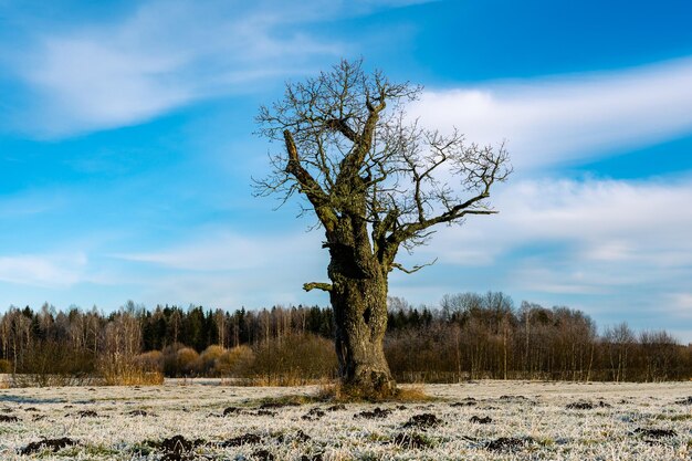 Alte Eiche auf dem Feld an sonnigen Tagen Frostiges Feld Naturhintergrund