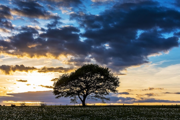 Alte Eiche auf Wiese bei Sonnenuntergang blaue Stunde mit bewölktem Himmel im Nationalpark Eifel Deutschland