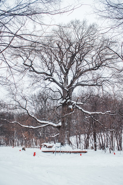 Alte Eiche im Alter von 585 Jahren, die im Winter im Wald steht