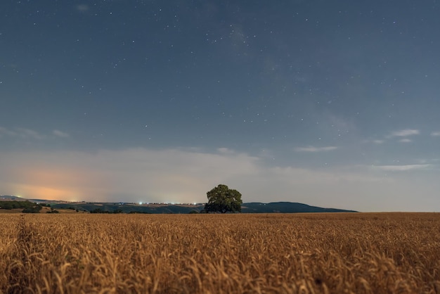 Alte Eiche in einem Weizenfeld nachts