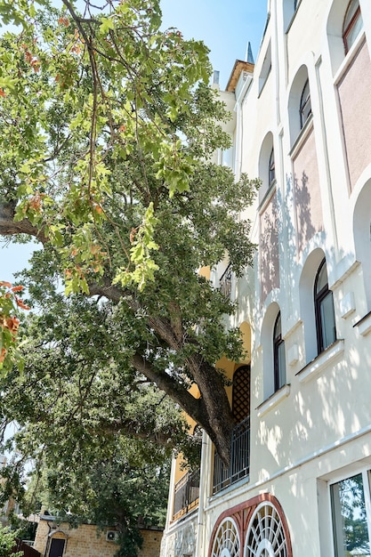 Alte Eiche wächst durch die Terrasse des eleganten Altbaus Vereinigung von Natur und urbanem Leben