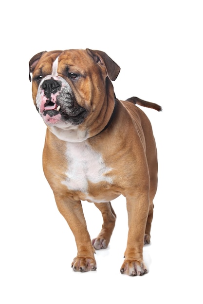 alte englische Bulldogge