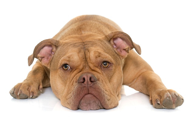 alte englische Bulldogge