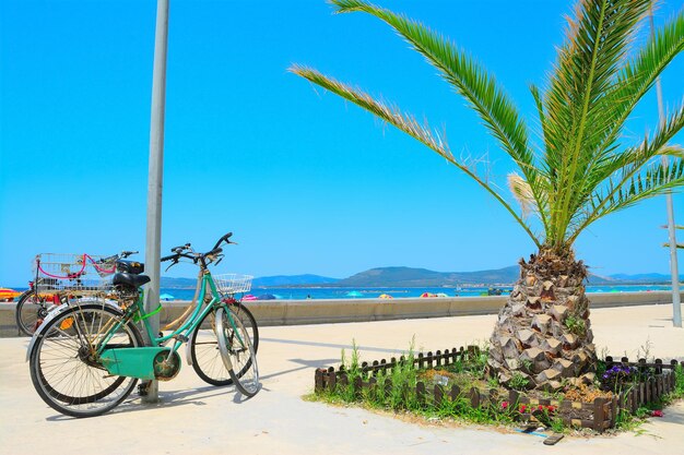 Alte Fahrräder und kleine Palme am Meer in Alghero Italien