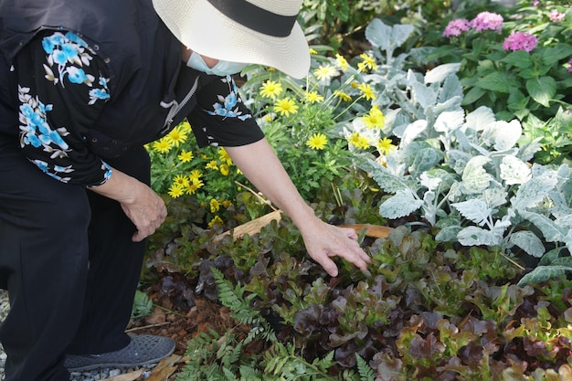 Alte Frau überprüft die Qualität der Gemüsepflanze Landwirt erntet Produkte auf dem Bauernhof