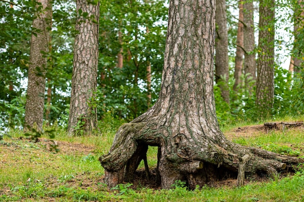 Alte große Baumwurzeln mit Moos in der Waldnahaufnahme