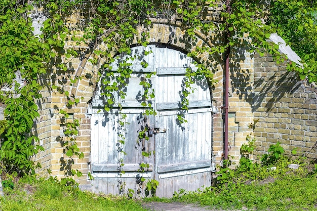 Alte große blaue Holztür oder Tor in der Wand, die mit grüner Efeu-Kletterpflanze im Parknaturkonzept bedeckt ist