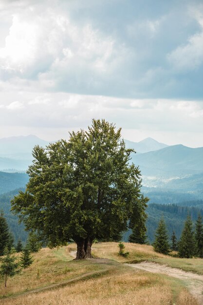 Alte große Buche in den Bergen