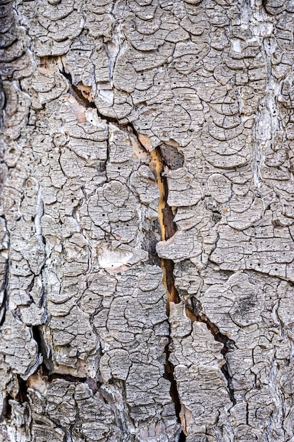 Foto alte grunge-holz-hintergrund-textur