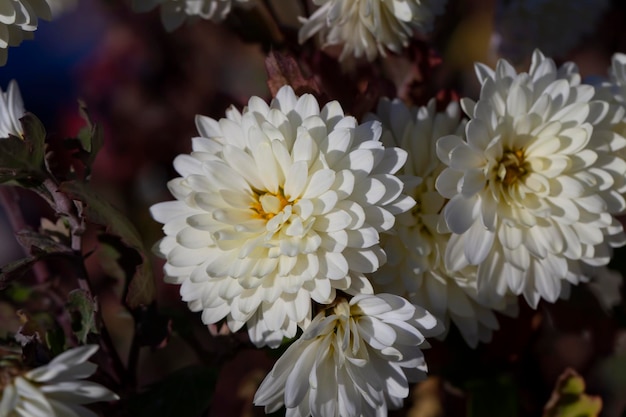 Alte Herbstblumen mit Schäden und anderen Nachteilen sind die letzten blühenden Pflanzen in der Herbstsaison