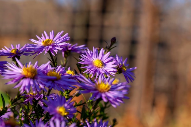 Alte Herbstblumen mit Schäden und anderen Nachteilen