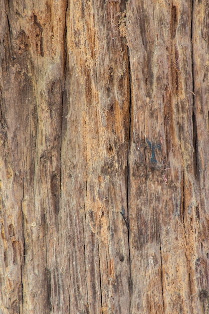 Alte hölzerne Planke mit Termitenschaden