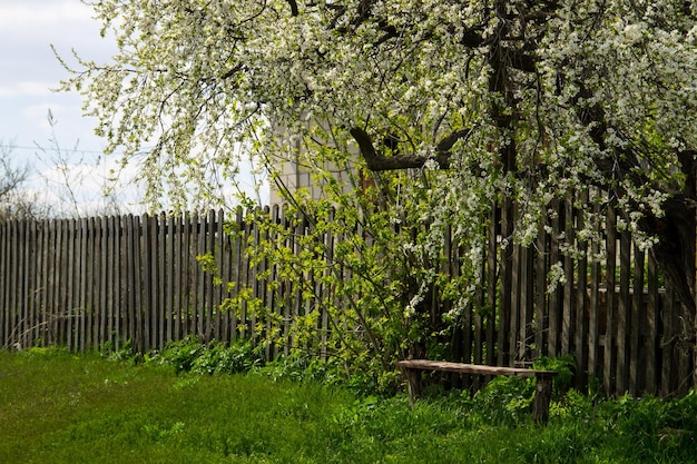 Alte Holzbank unter weiß blühendem Baum