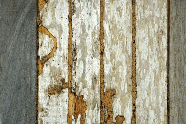 Alte Holzhintergrundtermiten fressen bis zum Verfall