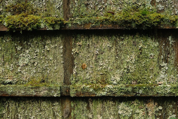 alte Holzmauer, die mit Schimmelmoos und Flechten bedeckt ist