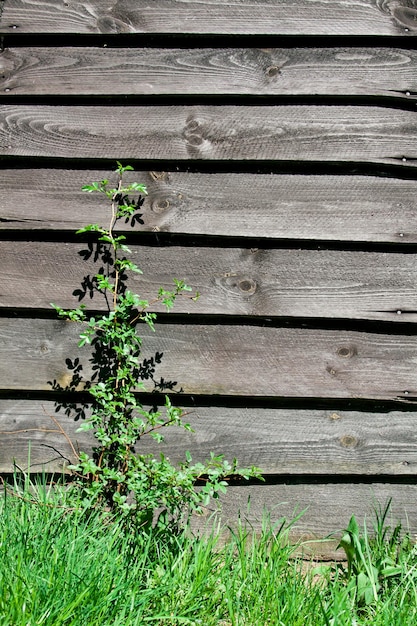 Alte Holzwand mit Pflanze