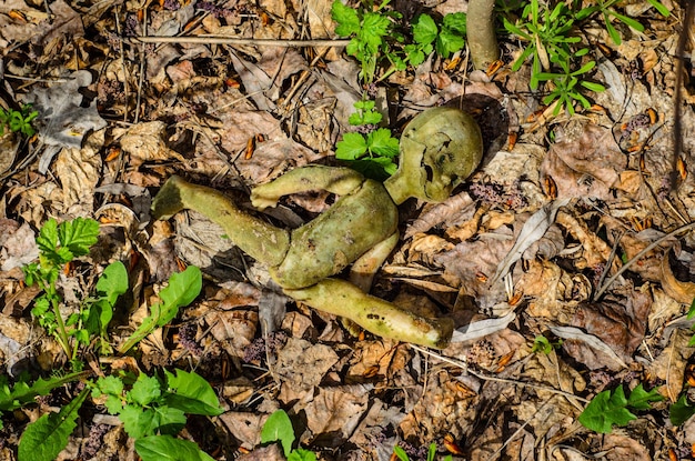 Alte kaputte Puppe im Wald