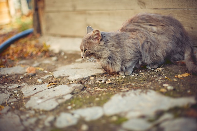 Alte Katze, die in der Herbstsonne in einem Landhaus sich aalt