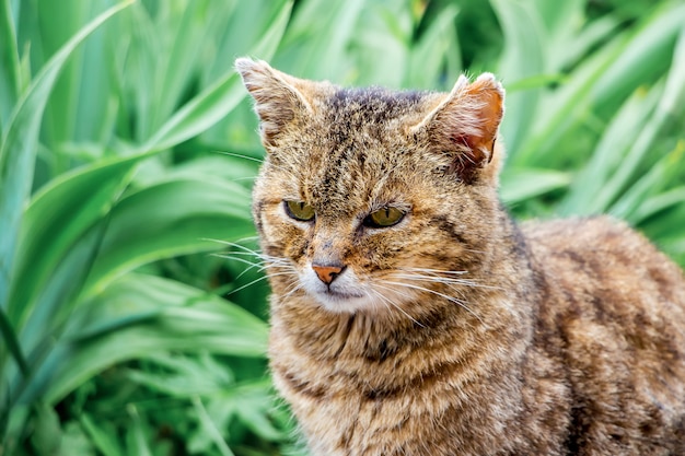 Alte Katze Nahaufnahme gegen grünes Kraut_