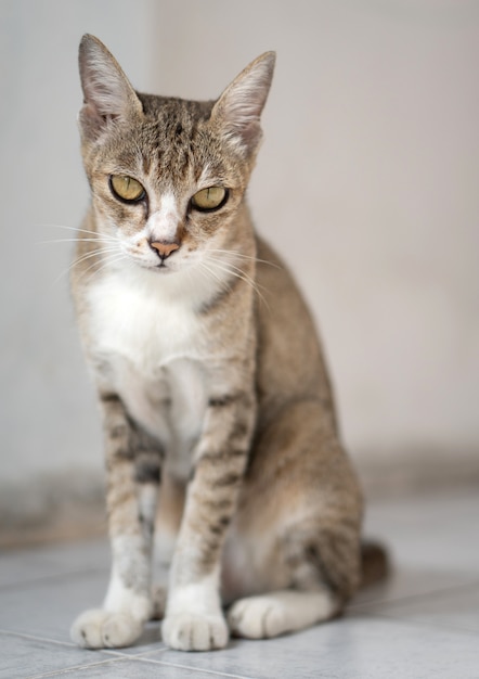 Alte Katze sitzt im Haus.