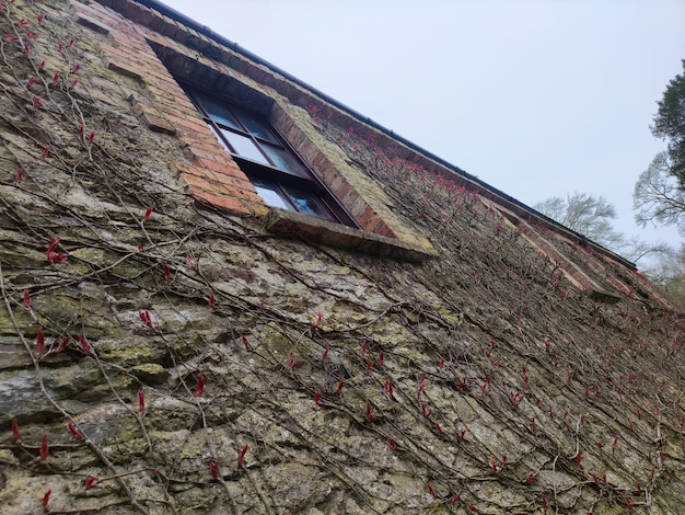 Alte keltische Hauswand Blarney Castle in Irland alte alte keltische Festung