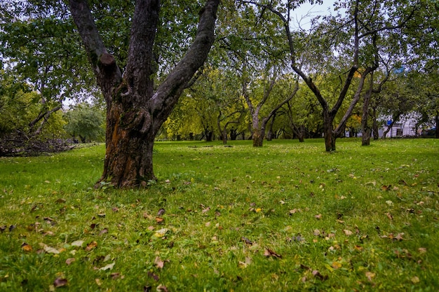 Alte krumme Apfelbäume, Obstgarten im Herbststadtpark.