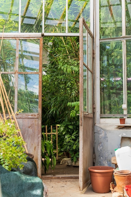 Alte leere Terrakotta-Töpfe für Zimmerpflanzen, die außerhalb des Gewächshauses mit verschiedenen tropischen Pflanzen wachsen