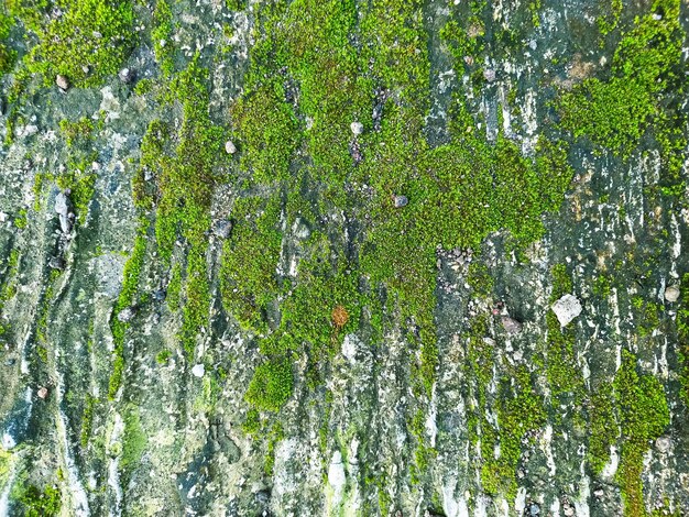 alte Mauer mit Grunge-Textur für Naturhintergrund