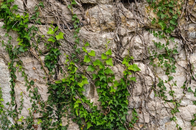 Alte mittelalterliche Mauer mit Efeu bewachsen