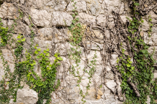 Alte mittelalterliche Mauer mit Efeu bewachsen