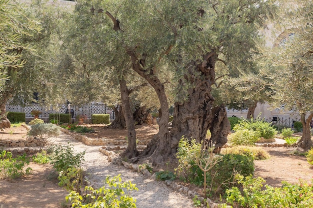 Alte Olivenbäume im Garten von Gethsemane Jerusalem Foto in hoher Qualität