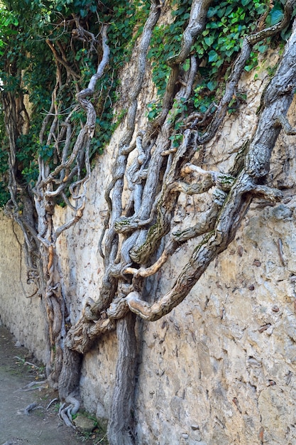 Alte Pflanze auf alten Steinmauern Oberfläche