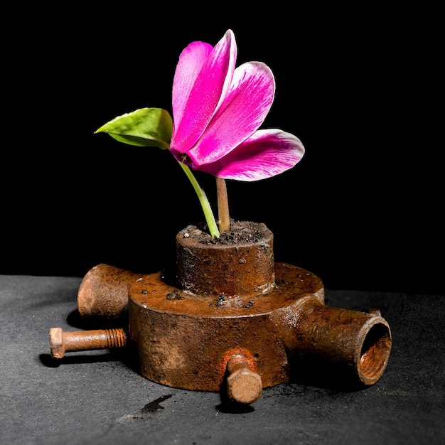 Alte rostige Eisenhülle und Blume auf schwarzem Hintergrund