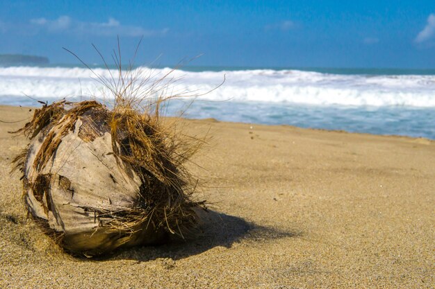 alte rostige faule Kokosnuss im Strand an einem sonnigen Tag