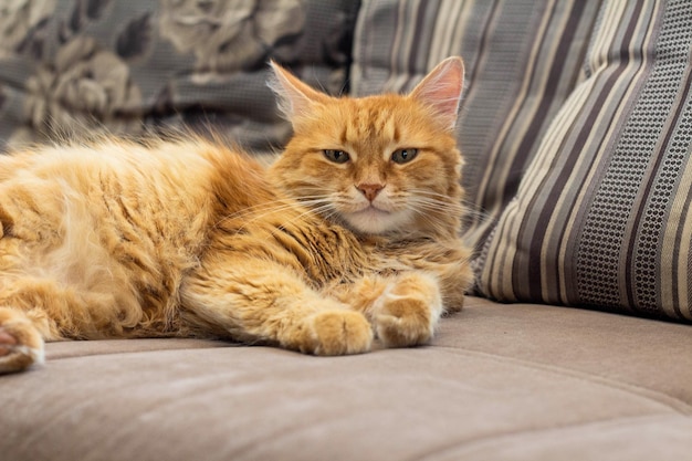 Alte rote Katze, die auf der Couch liegt
